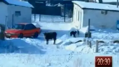 Zakon.kz, фото - Новости Zakon.kz от 04.02.2014 16:22