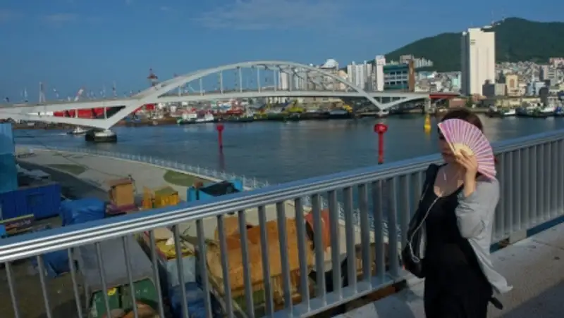 В Южной Корее из-за угрозы птичьего гриппа уничтожили 10,9 тысячи уток