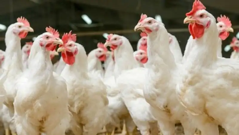 Казахстан ограничил ввоз птицы и яиц из России