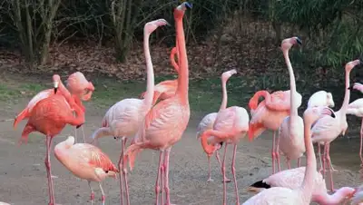 из открытых источников, фото - Новости Zakon.kz от 30.07.2018 20:44