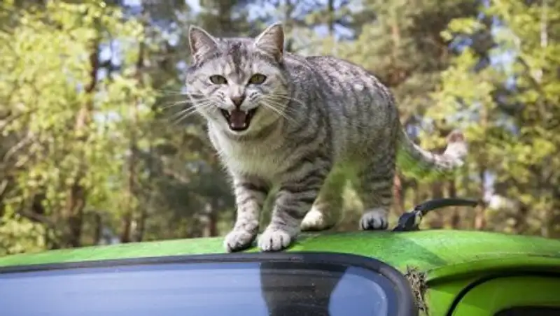 Почему в Бельгии ежегодно усыпляют 10 тысяч кошек