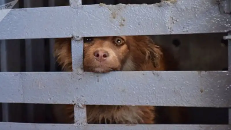 Почему статья о жестоком обращении с животными не работает в Казахстане