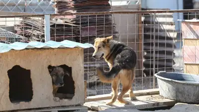 животные, фото - Новости Zakon.kz от 01.05.2022 14:08