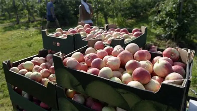 Польша может предложить часть запрещенных для ввоза в РФ продуктов Белоруссии