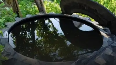 Zakon.kz, фото - Новости Zakon.kz от 18.05.2017 20:09