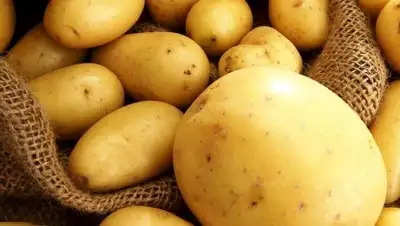 Фото: ogorodsadovod.com, фото - Новости Zakon.kz от 13.12.2017 09:53