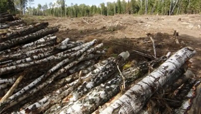 Дерево, удочки, пилы, топоры и ружья изымают у браконьеров в Алматинской области