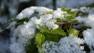 листва, фото - Новости Zakon.kz от 05.05.2022 18:33