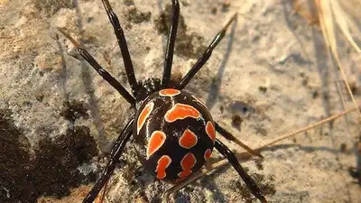 Скот гибнет от укусов пауков в Атырауской области , фото - Новости Zakon.kz от 21.06.2023 05:15