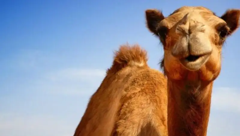 В Техасе верблюд объел туристок 