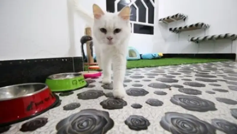 Гостиница для кошек открылась в Ираке