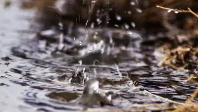 Pixabay, фото - Новости Zakon.kz от 25.05.2018 15:54