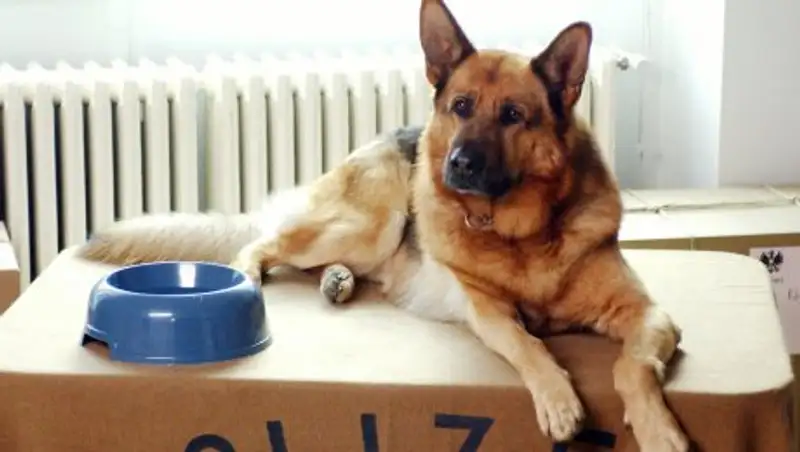 В Канаде полицейская собака открыла огонь из пистолета во время погони за злоумышленниками