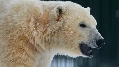 Zakon.kz, фото - Новости Zakon.kz от 03.02.2017 14:54