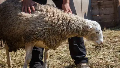 proural.info, фото - Новости Zakon.kz от 27.07.2020 17:27