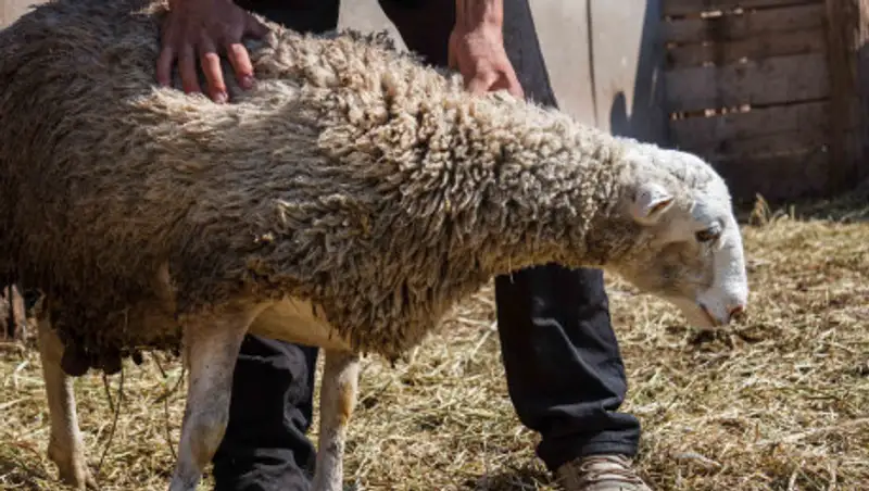 В Алматы запретили забой и продажу скота с машин и в частных домах на Курбан айт