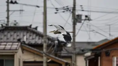 зима, фото - Новости Zakon.kz от 01.11.2022 10:32