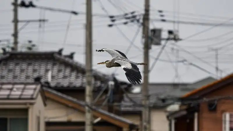 В Японии введут режим экономии электроэнергии зимой