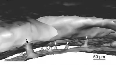 © Gregory Wojtkiewicz, Center for Systems Biology, Massachusetts Gener, фото - Новости Zakon.kz от 27.08.2018 21:45