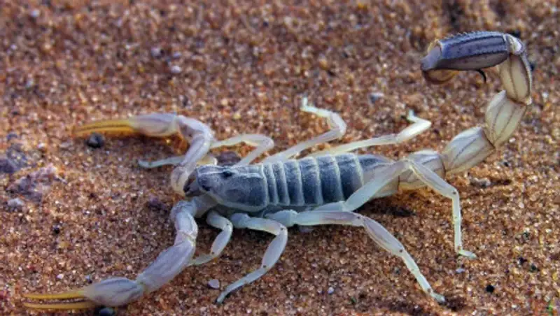 Шымкентского школьника ужалил скорпион