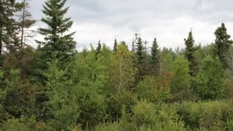 Китай поможет Казахстану в озеленении засушливых территорий