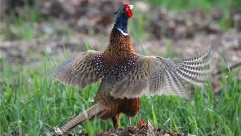 Назарбаев выпустил фазанов в столичный лес