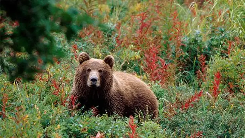На Камчатке медведь растерзал женщину, собиравшую папоротник