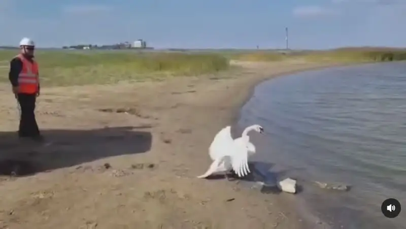 Двух лебедей спасли в Костанайской области