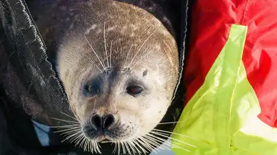 как спасти каспийского тюленя