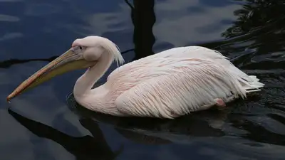 "Ест бутылку": в зоопарке Алматы прокомментировали видео с пеликаном, фото - Новости Zakon.kz от 16.05.2023 15:08