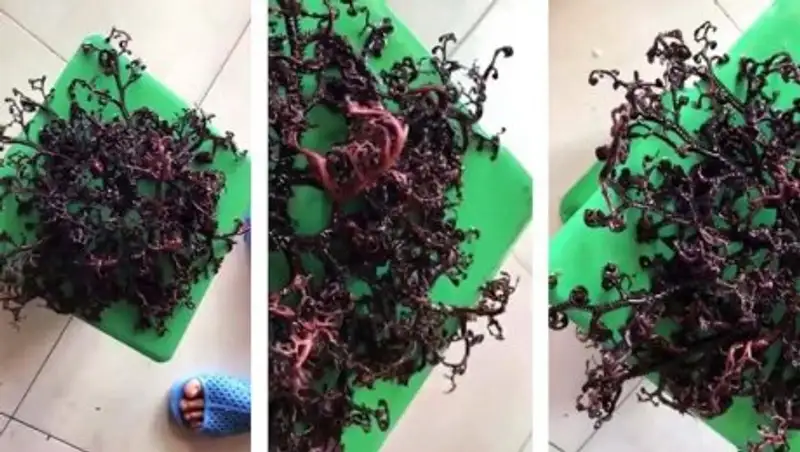 Загадочное существо с десятками щупальцев напугало вьетнамцев