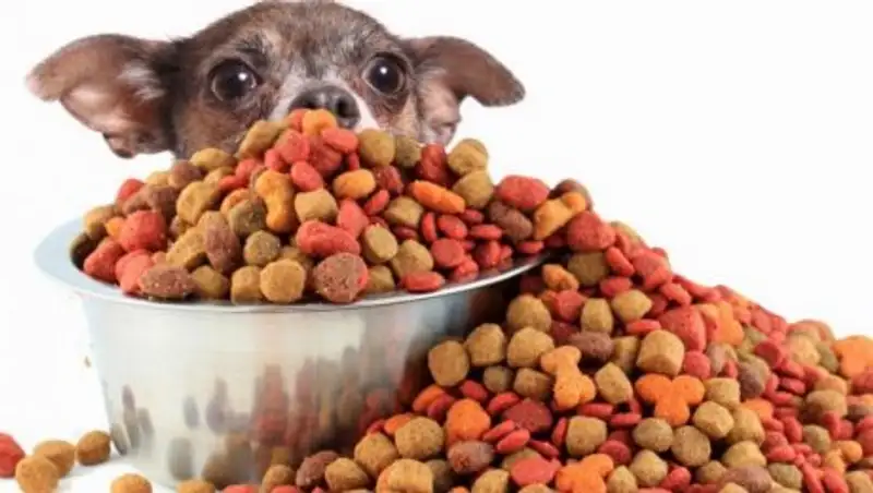 Казахстанские производители увеличили выпуск кормов для животных