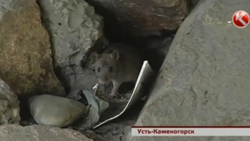 Центр Усть-Каменогорска оккупировали крысы
