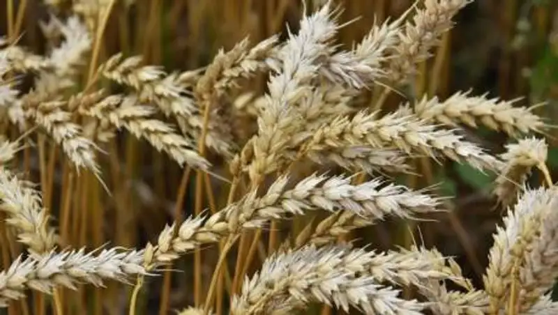 Акмолинская пшеница пользуется спросом в 26 странах мира