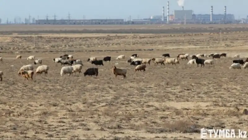 В Мангистауской области сократилось поголовье мелкого рогатого скота