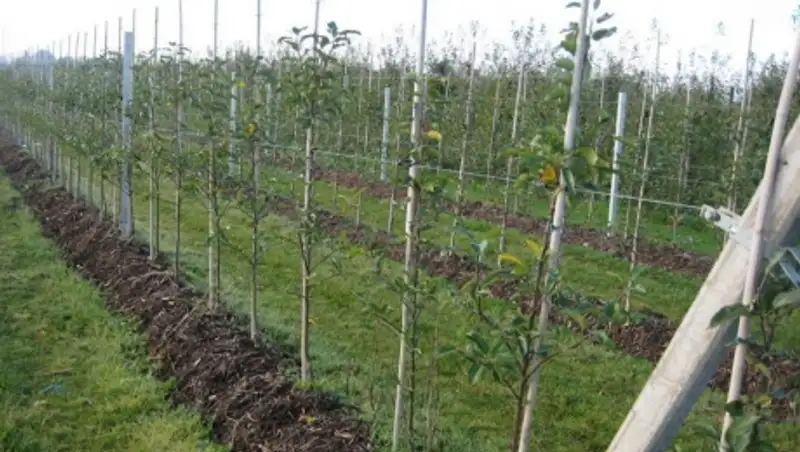 В  Жамбылской области развивается интенсивное садоводство