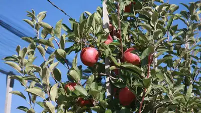 авторское право, фото - Новости Zakon.kz от 11.08.2022 13:28