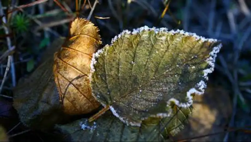 Дожди и заморозки ожидаются в Казахстане