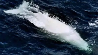 Zakon.kz, фото - Новости Zakon.kz от 12.06.2016 13:53