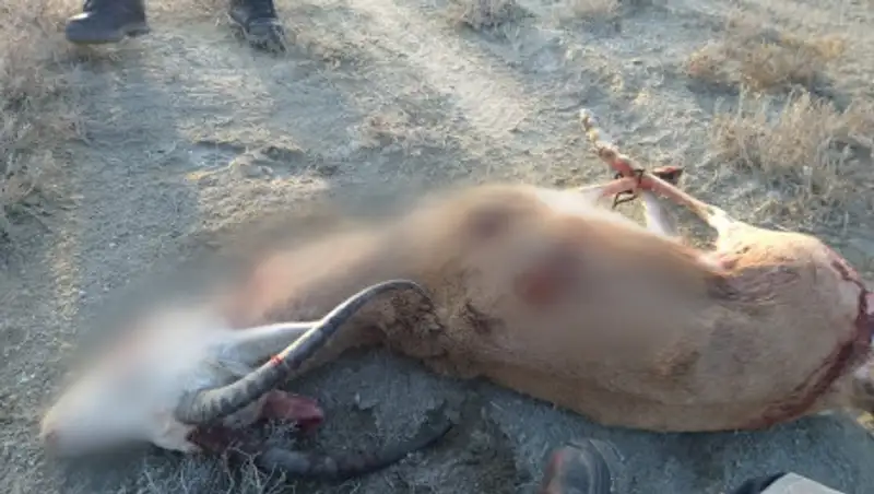 Охотников на джейрана задержали полицейские Мангистау