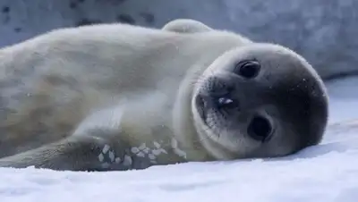 Zakon.kz, фото - Новости Zakon.kz от 04.04.2016 23:50