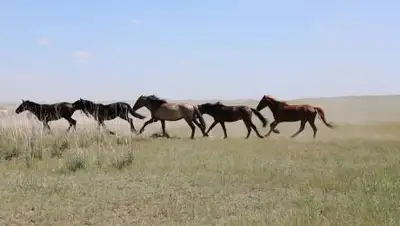 primeminister.kz, фото - Новости Zakon.kz от 05.11.2021 05:15