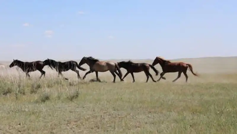 Пассажирский поезд оказался на грани аварии из-за лошадей в Павлодарской области