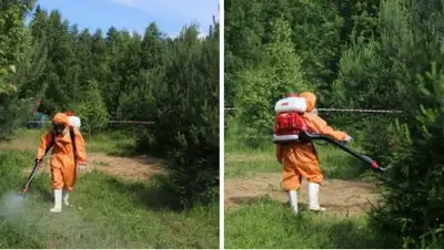 Служба дезинсекции квартир и офисов в Москве, фото - Новости Zakon.kz от 16.04.2018 22:12
