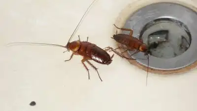 bouw.ru, фото - Новости Zakon.kz от 13.07.2021 00:15