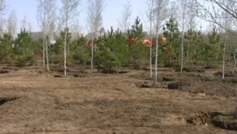 В ходе ежегодной акции в Казахстане высадят 500 тысяч деревьев