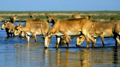 Zakon.kz, фото - Новости Zakon.kz от 30.05.2016 12:01