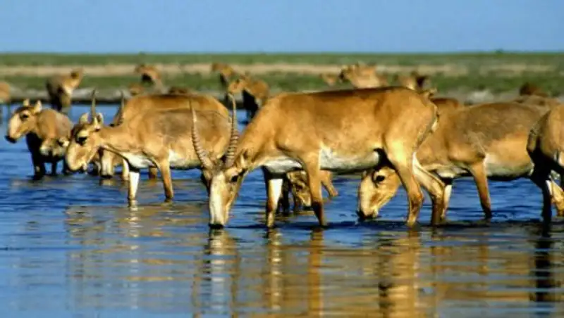 Ученые выдвинули новую версию о массовой гибели сайгаков в Казахстане