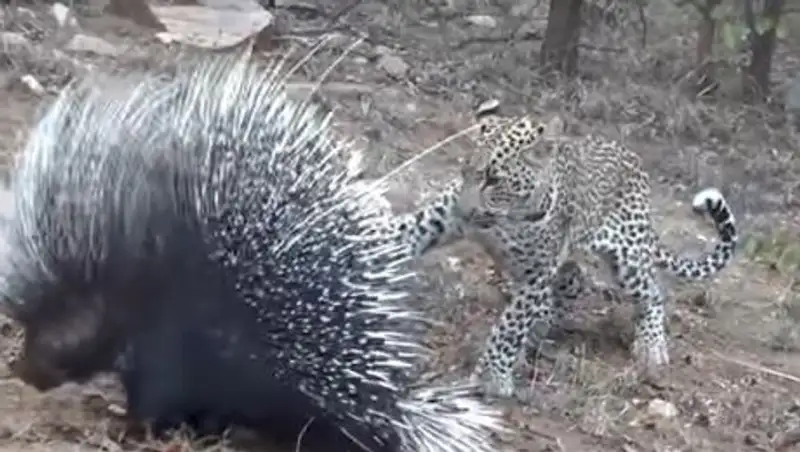 На видео попала схватка леопарда с дикобразом