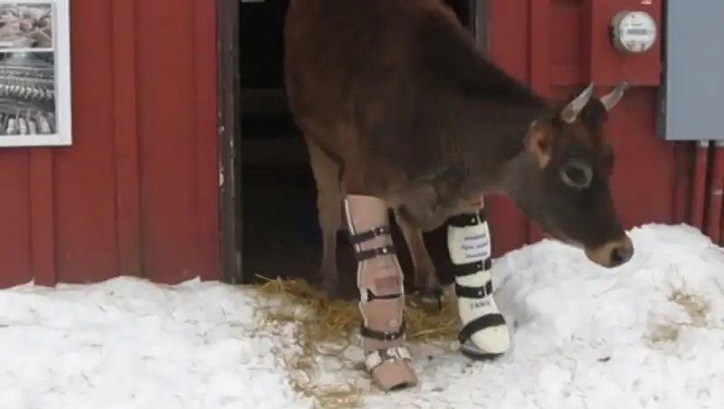 Двуногая корова научилась ходить с помощью протезов